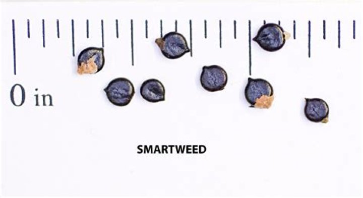 Can you buy smartweed seed?