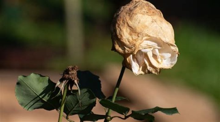 Can you revive dead horse rdr2?