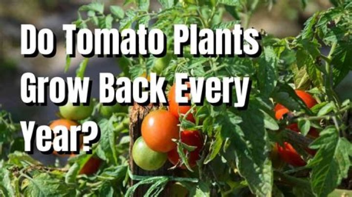 Does aster grow back every year?