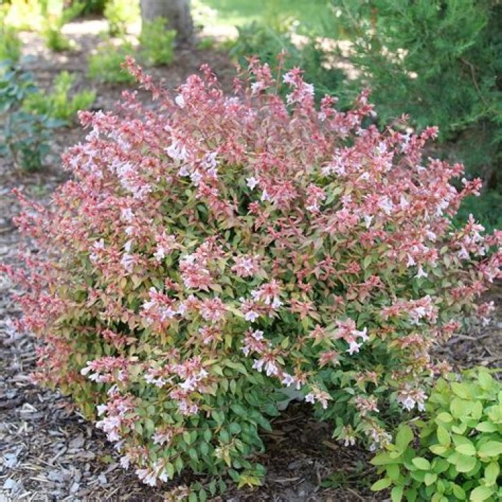 How big do abelia bushes get?