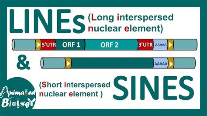 How long are long interspersed elements?