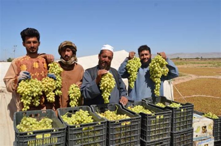 How many people will 1 pound of grapes feed?