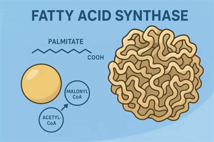 How many subunits are in fatty acid synthase?