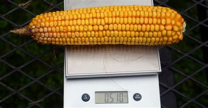 How much does a cup of corn weigh?