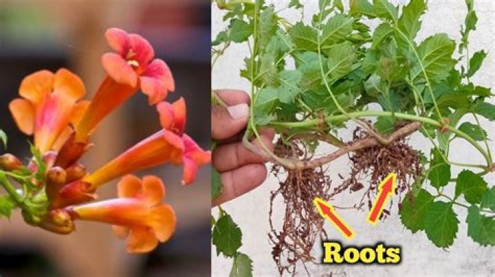 How much does a trumpet vine cost?