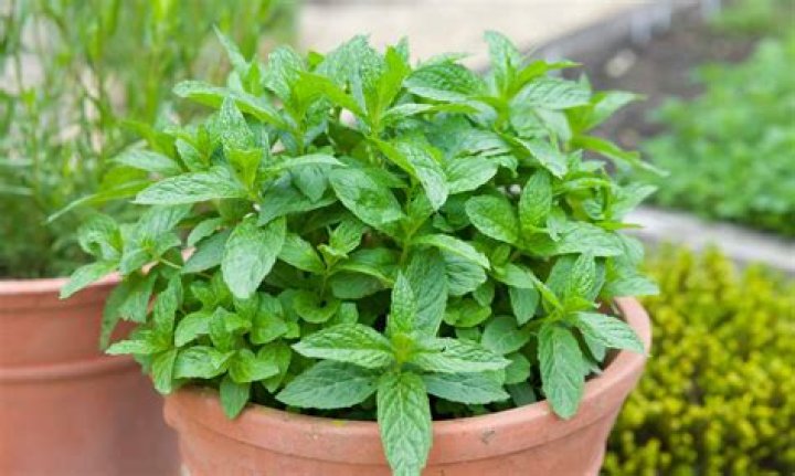 Is basil and mint a perennial?