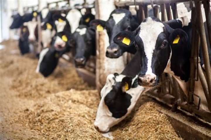 Is dairy farming profitable in Ireland?
