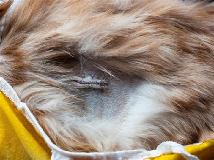 Is it normal for a spay incision to leak?