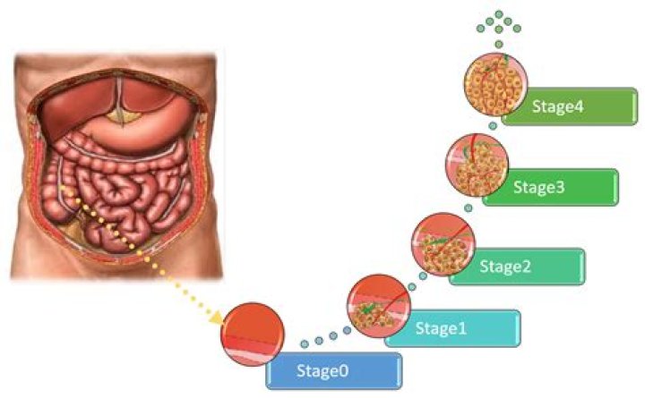 What are the events of each stage of mitosis?
