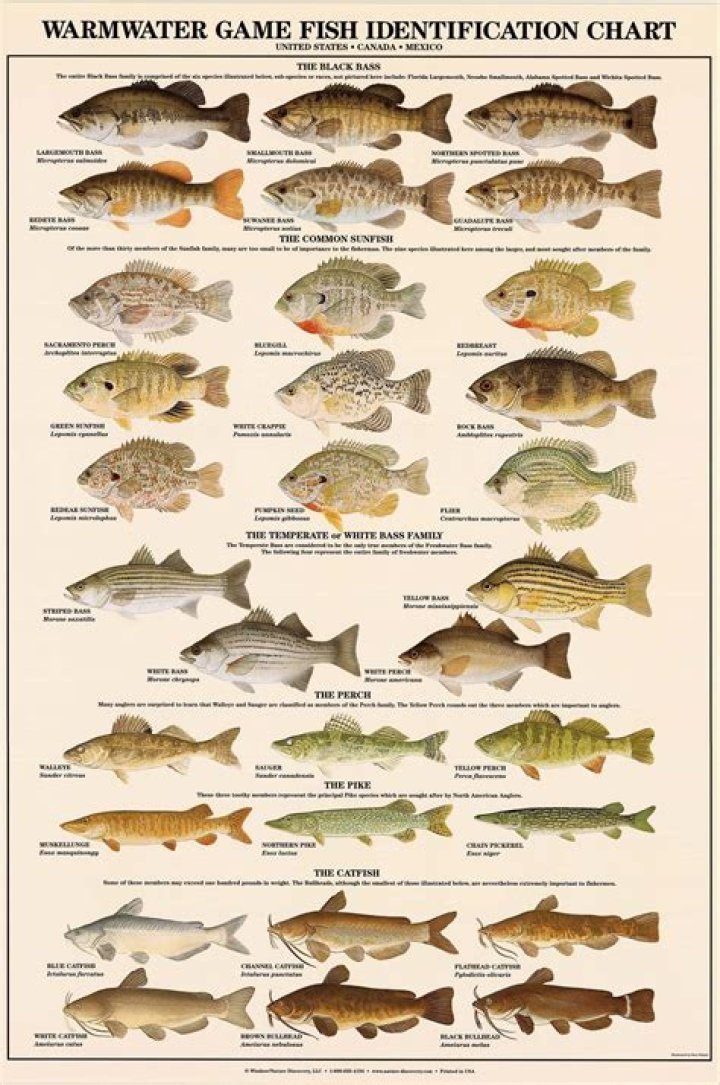 What are warm water species?