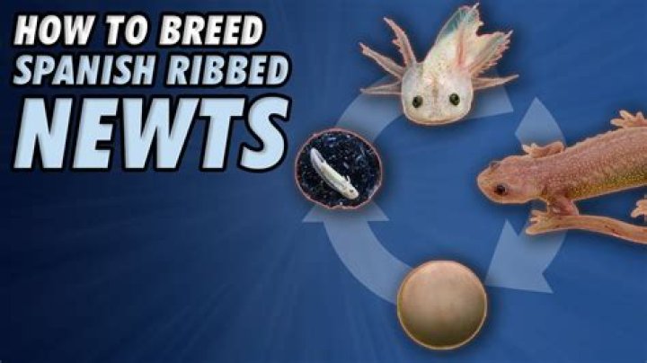What do Spanish ribbed newts eat?