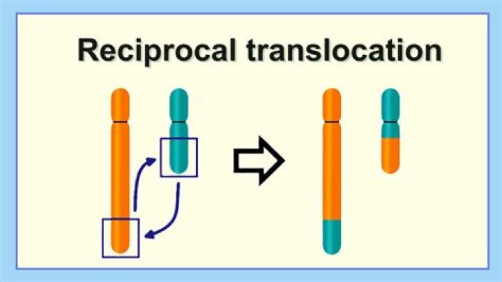 What is an example of reciprocal translocation?