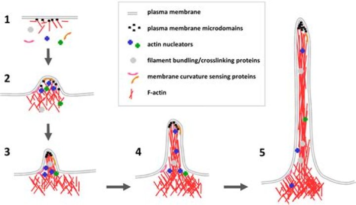 What is filopodia formation?