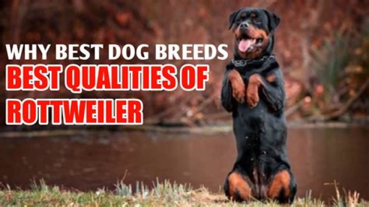 What is the best age to buy a Rottweiler puppy?