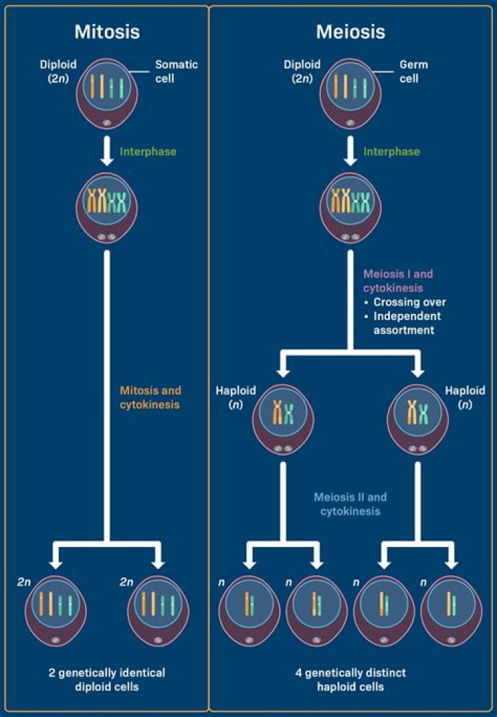 What is the difference between mitosis vs meiosis?