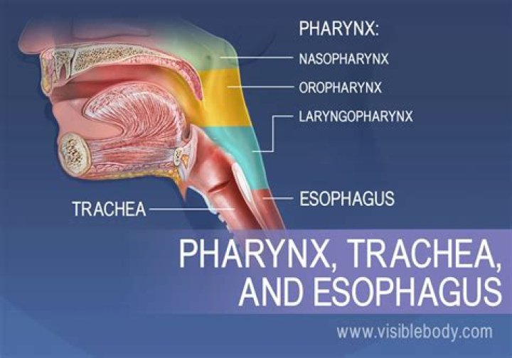 What is the difference between the nasopharynx oropharynx and laryngopharynx?