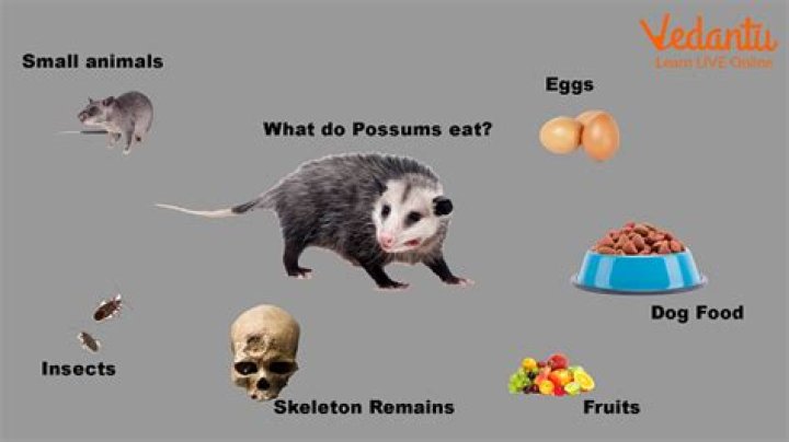 What is the possums favorite food?