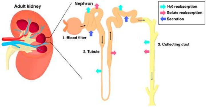 Which part of the nephron performs secretion?